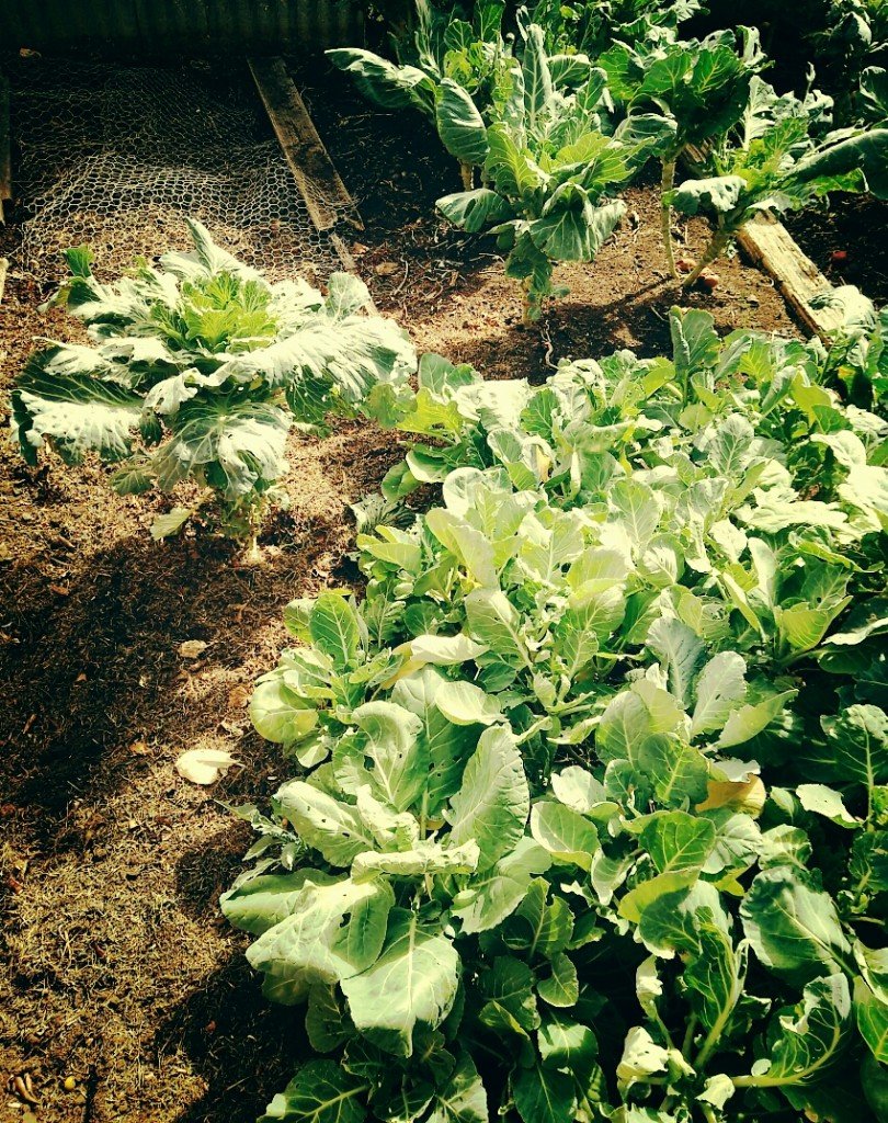 Grow veggies grow TIPS ON STAYING INSPIRED 3