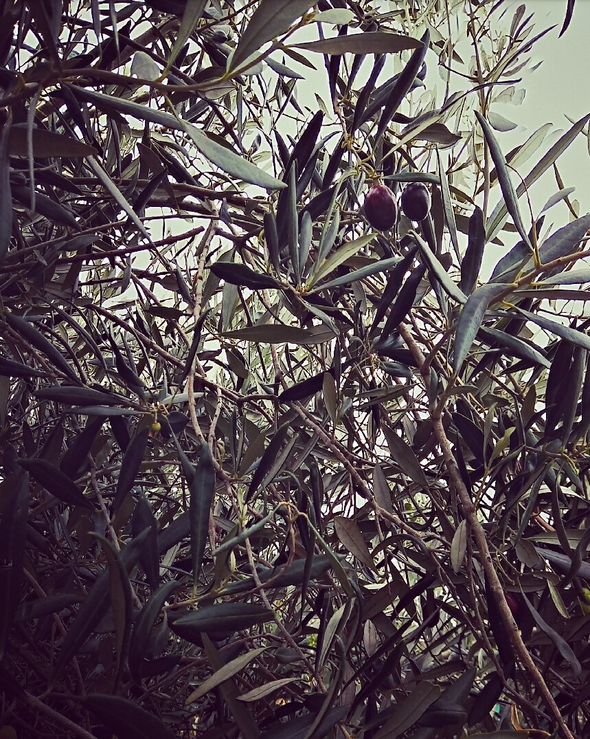 How to Marinate Olives: Home-made Style 3