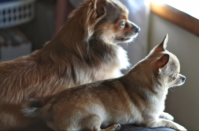 style-and-life-by-susana Talking To Your Dog 2