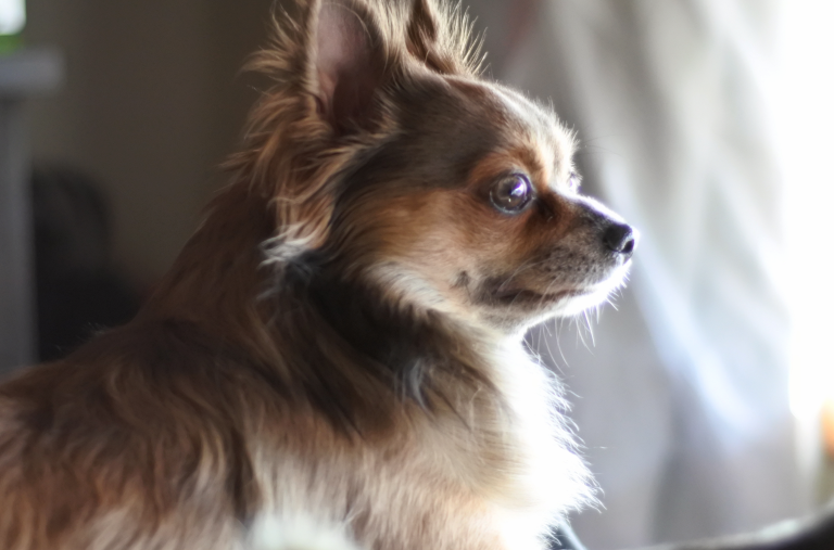 style-and-life-by-susana Talking To Your Dog 3
