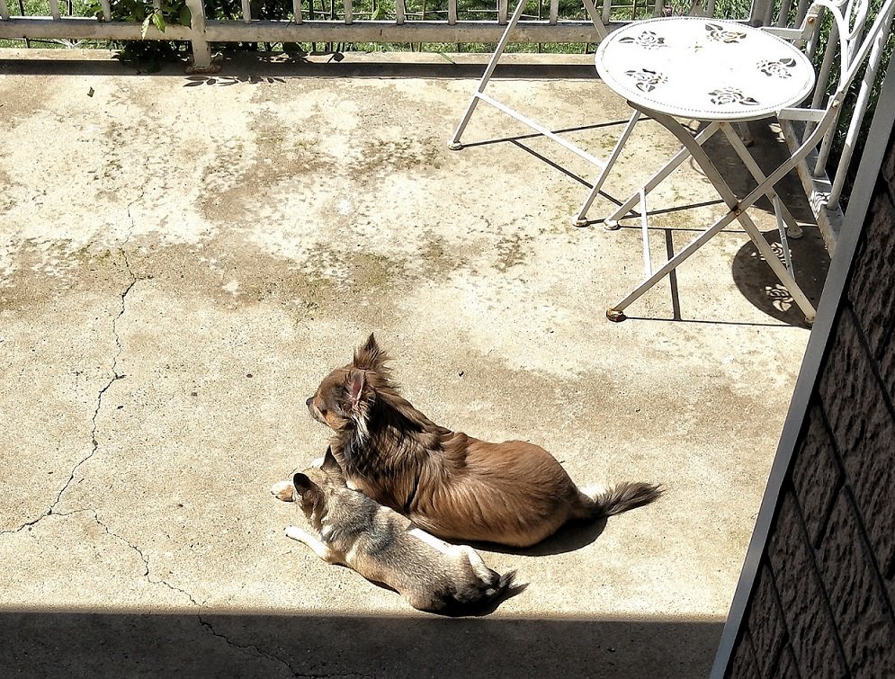 Tips for Creating Your Dog's Dream Backyard