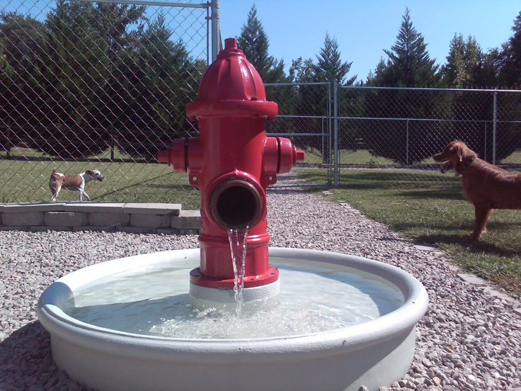 Tips for Creating Your Dog's Dream Backyard