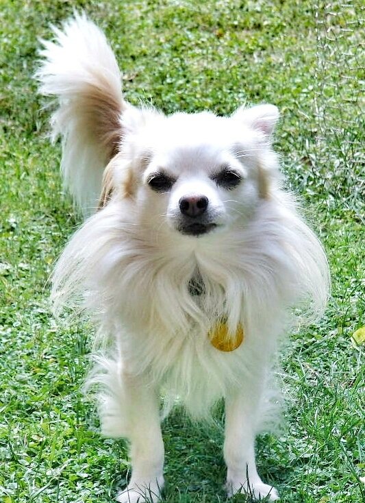 Tips for Creating Your Dog's Dream Backyard