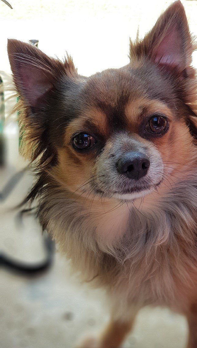 The Ultimate Guide on Your Dog’s Cleaning | Style & Life by Susana The Ultimate Guide on Your Dog’s Cleaning | Style & Life by Susana