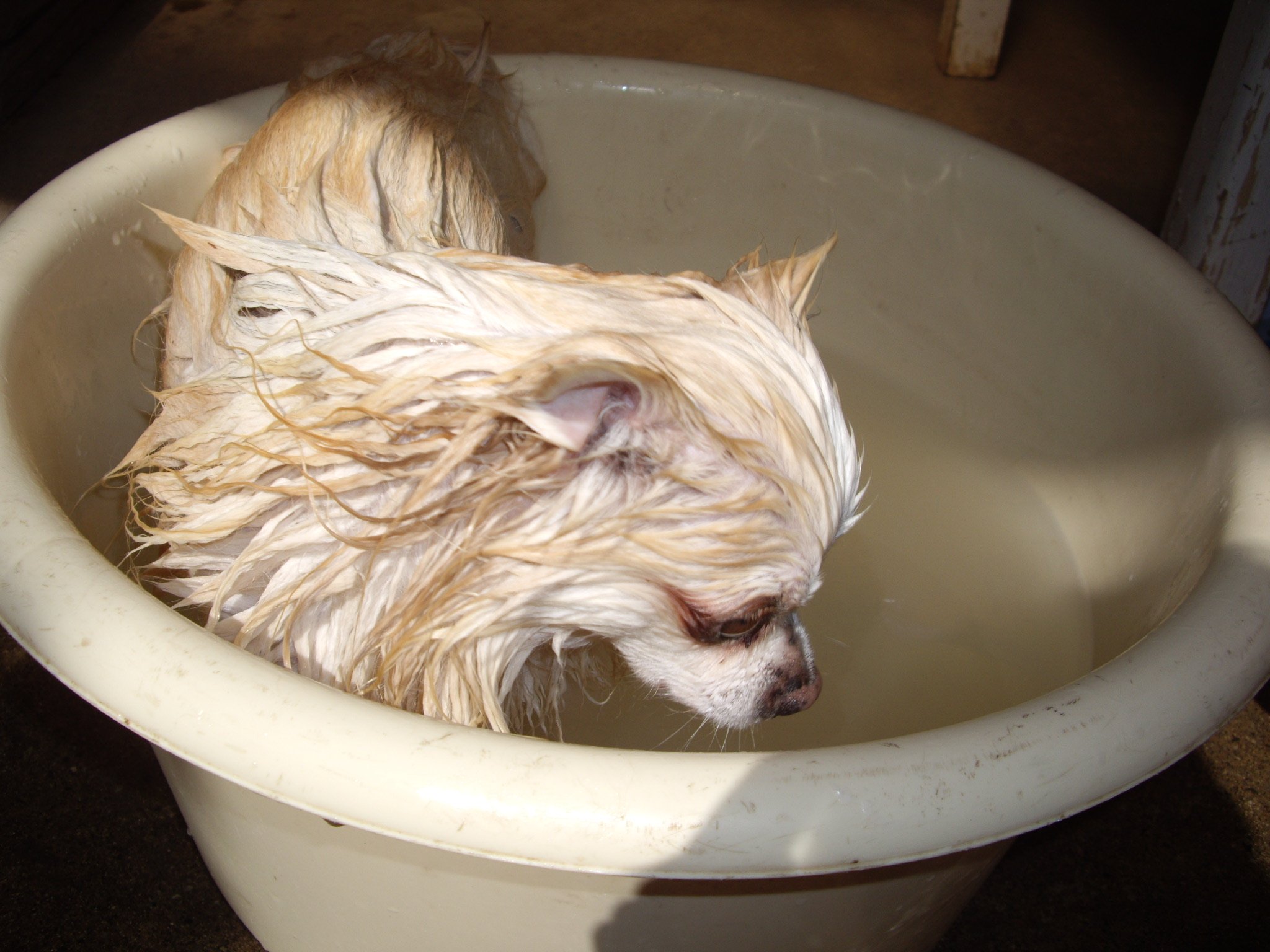 The Ultimate Guide on Your Dog’s Cleaning | Style & Life by Susana The Ultimate Guide on Your Dog’s Cleaning | Style & Life by Susana