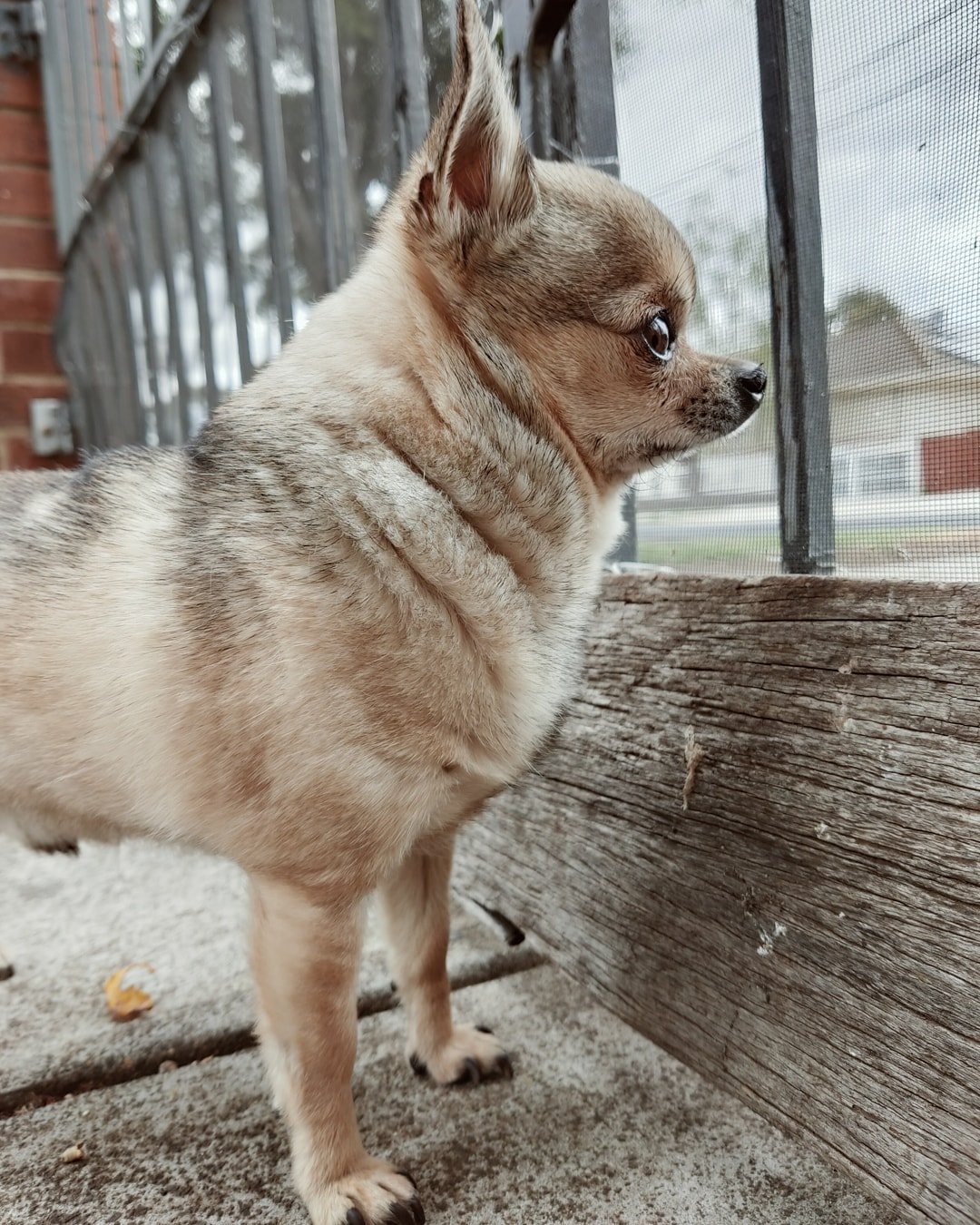 Five Tips for Pet Care When You Have a Busy Lifestyle | Style & Life by Susana