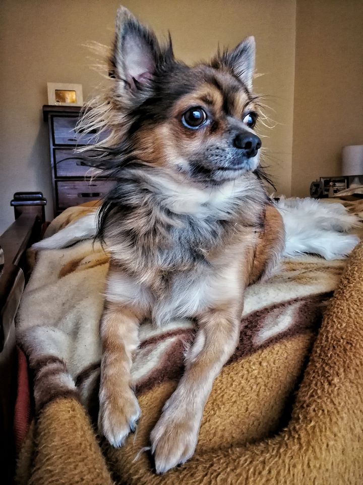 Five Tips for Pet Care When You Have a Busy Lifestyle | Style & Life by Susana