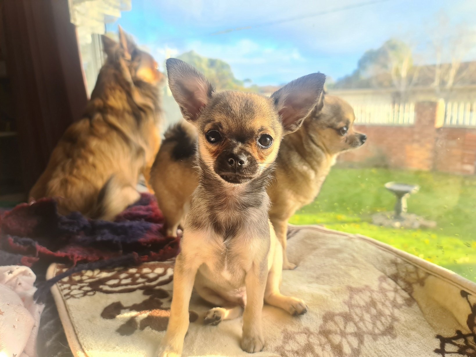 5 Health Benefits Of Owning A Dog | Style & Life by Susana 5 Health Benefits Of Owning A Dog | Style & Life by Susana