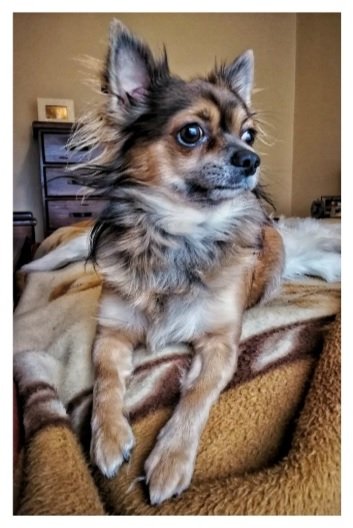5 Health Benefits Of Owning A Dog | Style & Life by Susana 5 Health Benefits Of Owning A Dog | Style & Life by Susana