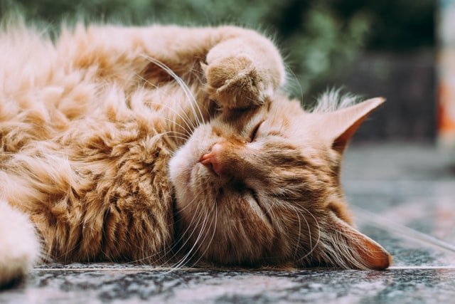 3 Good Reasons Why You Should Adopt A Cat | Style & Life by Susana