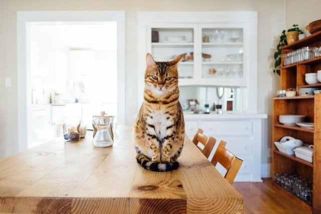 3 Good Reasons Why You Should Adopt A Cat | Style & Life by Susana