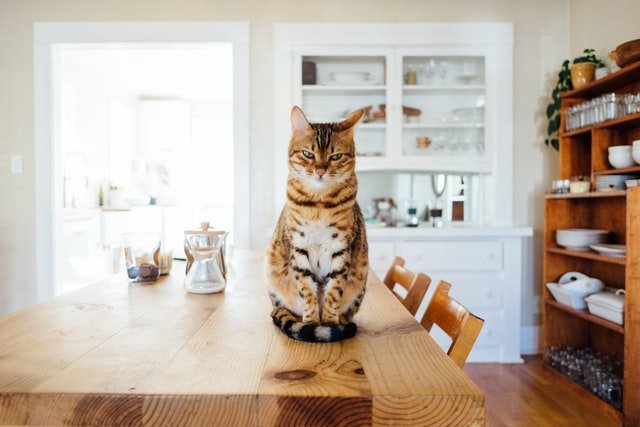 3 Good Reasons Why You Should Adopt A Cat | Style & Life by Susana 3 Good Reasons Why You Should Adopt A Cat | Style & Life by Susana